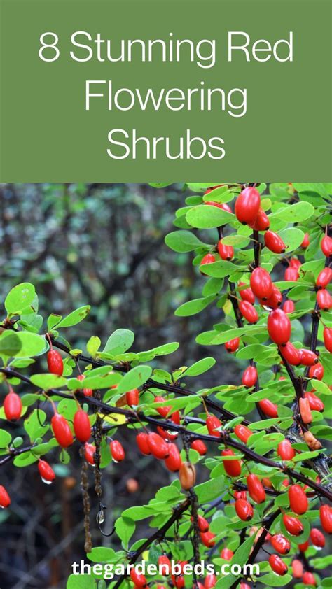 8 Stunning Red Flowering Shrubs | Flowering shrubs, Red shrubs, Shrubs