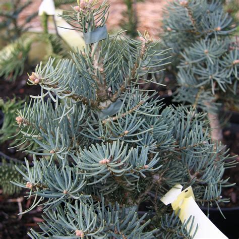 Abies Concolor Compacta Kolorado Tanne