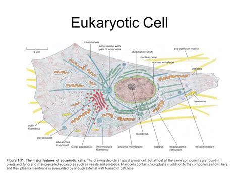 Eukaryotic Cell Membrane