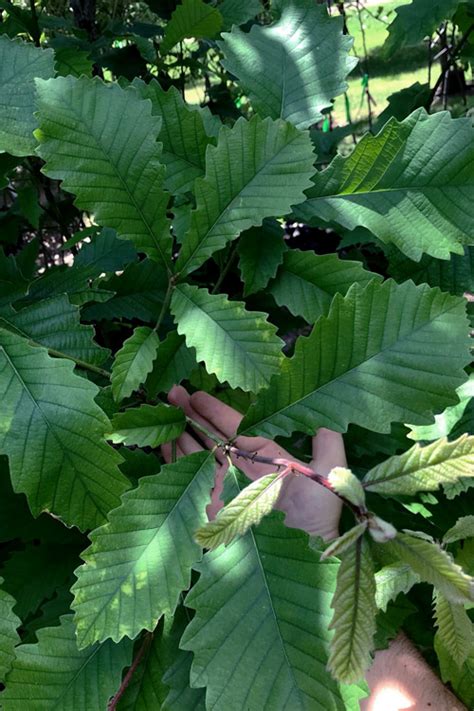 Buy Swamp Chestnut Oak Tree Quercus Michauxii Free Shipping