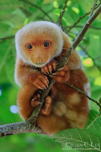 Common spotted cuscus - Alchetron, The Free Social Encyclopedia