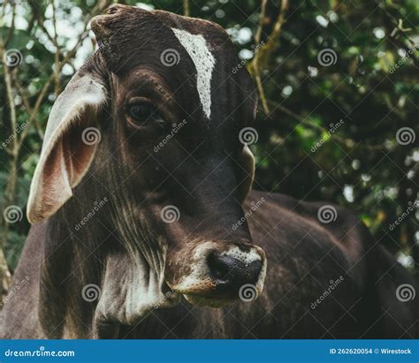 Closeup Portrait of Brown Cow Stock Photo - Image of inhabitant ...