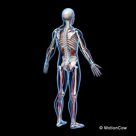 3d model human anatomy nervous systems