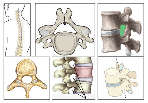 Vertebral Foramen / Canals Diagram | Quizlet