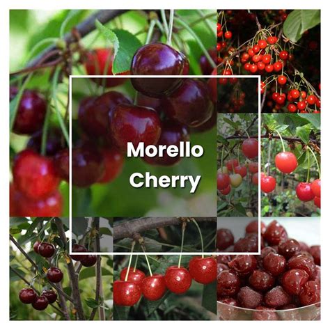 How To Grow Morello Cherry Plant Care And Tips Norwichgardener