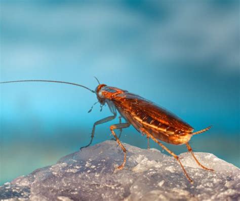 Cockroach Exterminator Seattle Parker Eco Pest Control