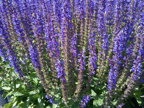 Salvia X Sylvestris Mainacht May Night Salvia Wagon Wheel