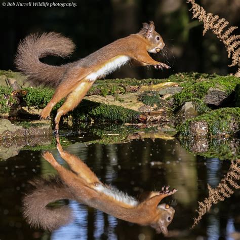 Leaping Squirrel Dumfries And Galloway Scotland Bob Hurrell