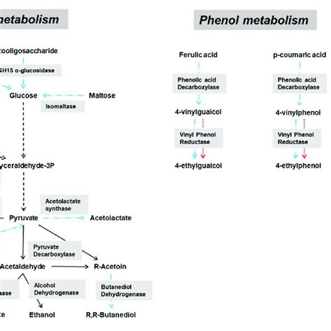 | Overview of the main catabolic pathways constructed with the ...