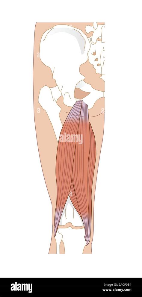 Hamstring anatomy, computer artwork. Rear view of a human upper leg and ...