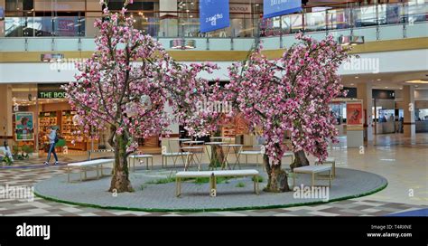 Pink Magnolia Trees Hi Res Stock Photography And Images Alamy