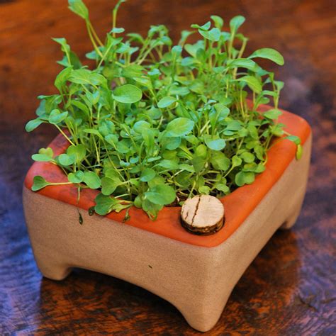 Garden: Microgreens Growing Kit – The Gardener Store