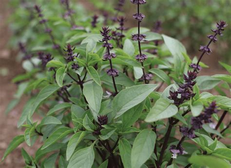 Sweet Thai Organic Basil Seed Activevista For Market Farm And Garden