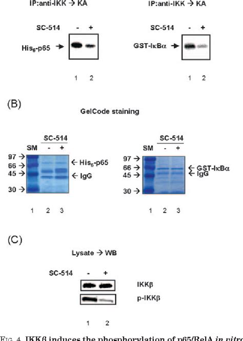 Figure 4 from A Novel NF κB Pathway Involving IKKβ and p65 RelA Ser 536