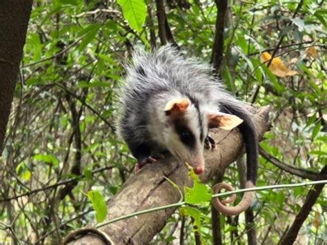 Filhote De Gambá - Filhotes de gambá são soltos na natureza meses após mãe ser atropelada ...