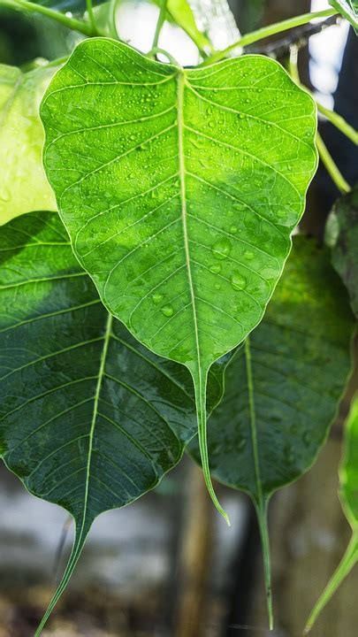 Gambar Daun Bodhi Pulp