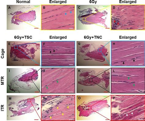 Cell Morphological Changes In Tendon Tissue Sections After Irradiation