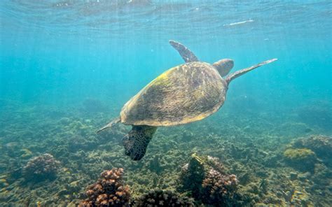 ‘power Of Voluntourism How Fitzroy Islands Green Sea Turtles Are