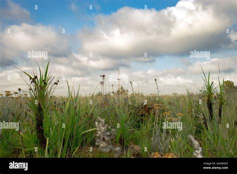 Grass field / veld landscape in Gauteng, South Africa Stock Photo - Alamy