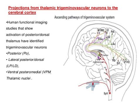 Trigeminovascular System Seminar