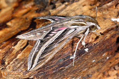 Großer Weinschwärmer Jungraupe Bild bestellen Naturbilder bei