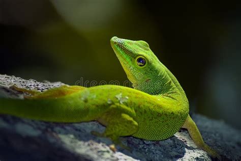 A Small Green Lizard With Brown Spots On Its Body On A Dark Background