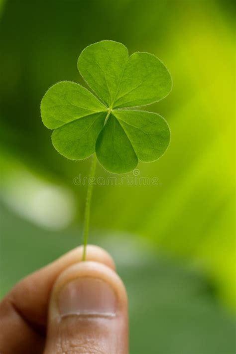 68 Three Leaf Clover Free Stock Photos Stockfreeimages