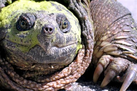 Alligator Snapping Turtle – "OCEAN TREASURES" Memorial Library