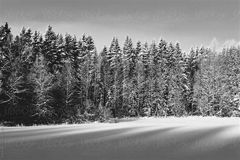 Two Snowy Trees In Winter By Stocksy Contributor Stephen Morris