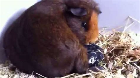 Guinea Pig Pregnancy Stages Pictures