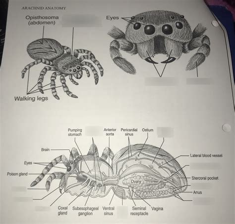 Arachnid Anatomy Diagram | Quizlet