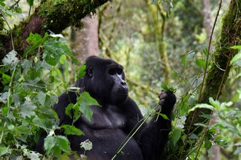 Mountain Gorilla Habituation In Bwindi National Park Gorilla Trekking