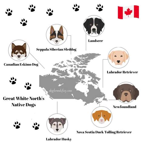 7 Famous Canadian Dog Breeds List | Dog Breeds FAQ