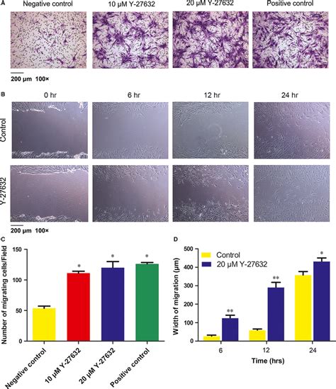 Effects Of Y 27632 On Cell Migration And Wound Healing Capability A Download Scientific