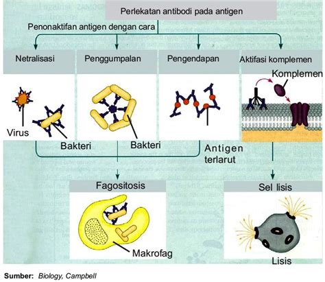 Jurnal Antigen Antibodi Fasrsingle The Best Porn Website