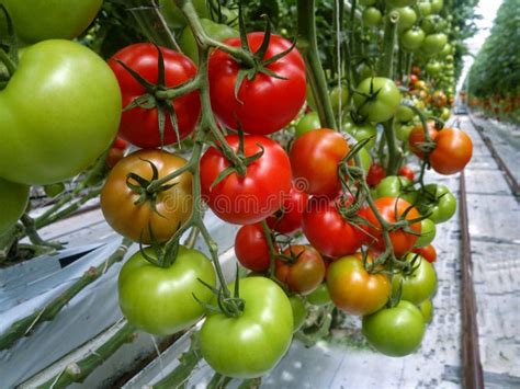 Ripe Natural Tomatoes Growing In A Greenhouse Copy Space Stock Photo