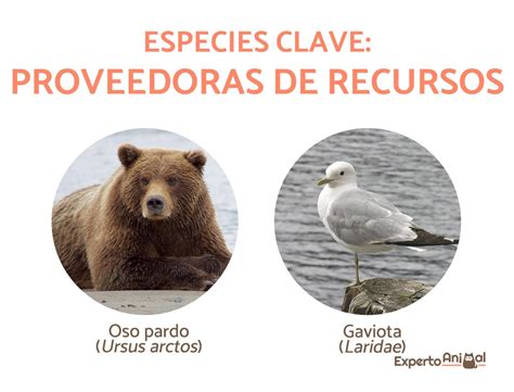 ESPECIES CLAVE Definición y ejemplos