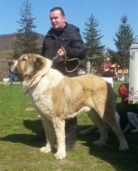 Central Asian Shepherd Alabai Dog Dog Breeds Livestock Guardian Dog