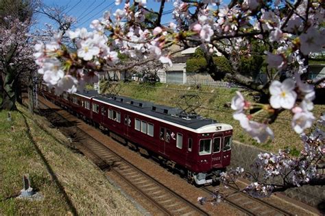 桜と阪急電車1 阪急神戸線夙川〜芦屋川 かんさい街ある記