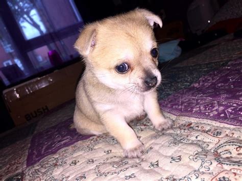 Pomchi x teacup chihuahua puppies | in Dukinfield, Manchester | Gumtree