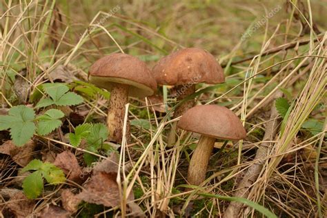 Seta Bolete Silvestre Leccinum Duriusculum Que Crece En El Bosque De