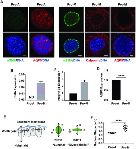 MSG PAC1 Cells Can Be Induced To Express Myoepithelial Markers And