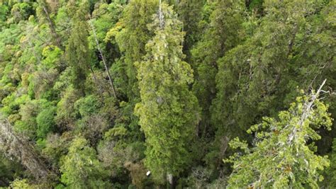 World's deepest canyon is home to Asia's tallest tree…