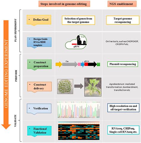 Frontiers Integrating Crispr Cas And Next Generation Sequencing In Plant Virology