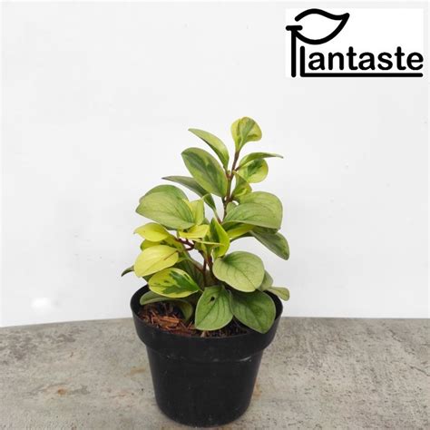 Jual Variegated Peperomia Obtusifolia Marble Peperomia Obtusifolia