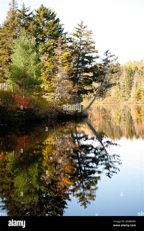 Fall Foliage Beside the Androscoggin River, Errol, New Hampshire, USA ...