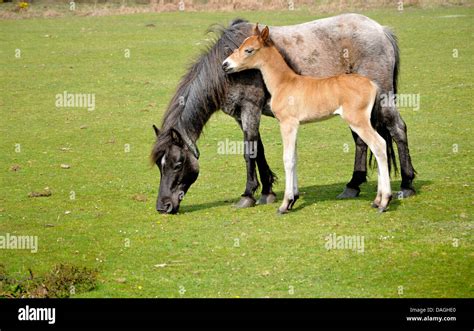 Mare And Foal In The New Forest Hampshire England Stock Photo Alamy