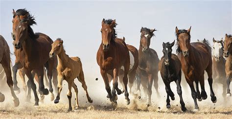 Wild Horses Galloping - Viewing Gallery