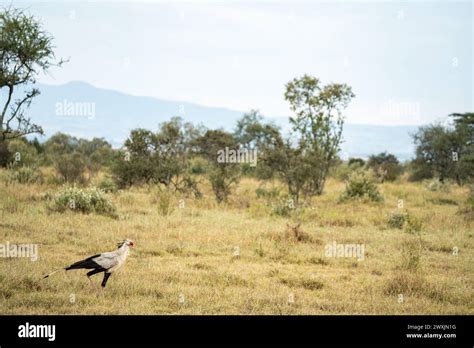 Secretary Bird Sagittarius Serpentarius In Amboseli Stock Photo Alamy