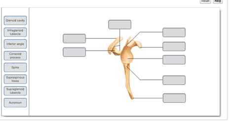 Solved Reset Help Glenoid cavity Infraglenoid tubercle | Chegg.com